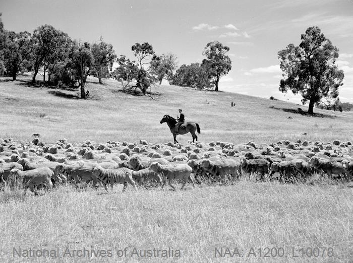 Two riders mustering a flock of Merino ewes and lambs across open paddocks, 1948.